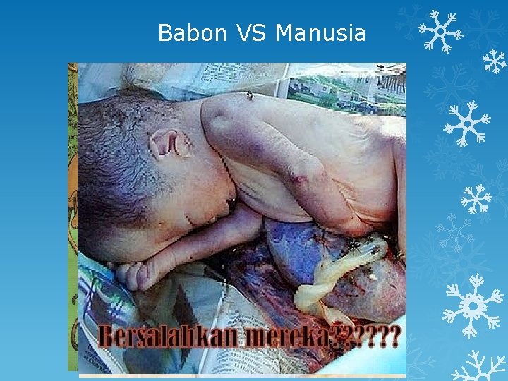 Babon VS Manusia 