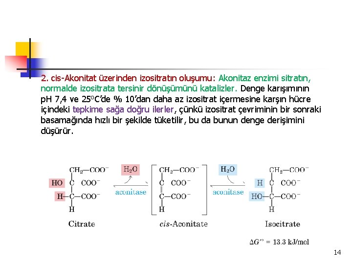 2. cis-Akonitat üzerinden izositratın oluşumu: Akonitaz enzimi sitratın, normalde izositrata tersinir dönüşümünü katalizler. Denge