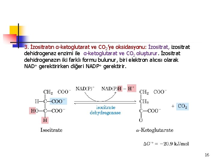 3. İzositratın α-ketoglutarat ve CO 2’ye oksidasyonu: İzositrat, izositrat dehidrogenaz enzimi ile α-ketoglutarat ve