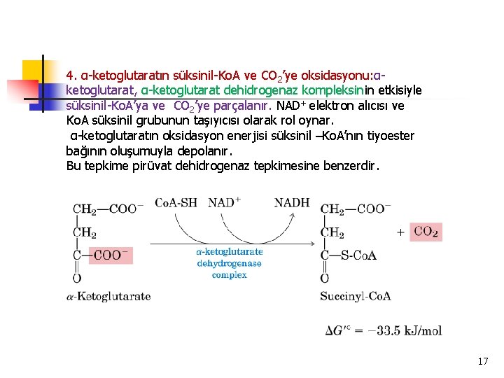 4. α-ketoglutaratın süksinil-Ko. A ve CO 2’ye oksidasyonu: αketoglutarat, α-ketoglutarat dehidrogenaz kompleksinin etkisiyle süksinil-Ko.