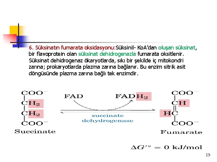 6. Süksinatın fumarata oksidasyonu: Süksinil- Ko. A’dan oluşan süksinat, bir flavoprotein olan süksinat dehidrogenazla