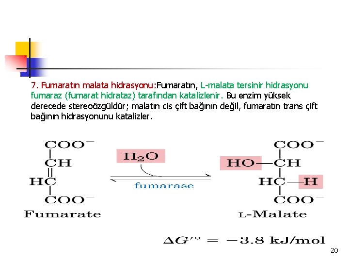 7. Fumaratın malata hidrasyonu: Fumaratın, L-malata tersinir hidrasyonu fumaraz (fumarat hidrataz) tarafından katalizlenir. Bu