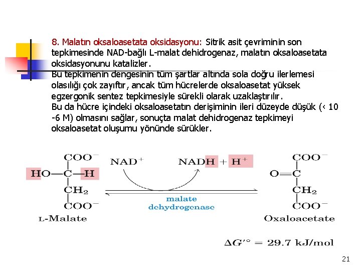 8. Malatın oksaloasetata oksidasyonu: Sitrik asit çevriminin son tepkimesinde NAD-bağlı L-malat dehidrogenaz, malatın oksaloasetata