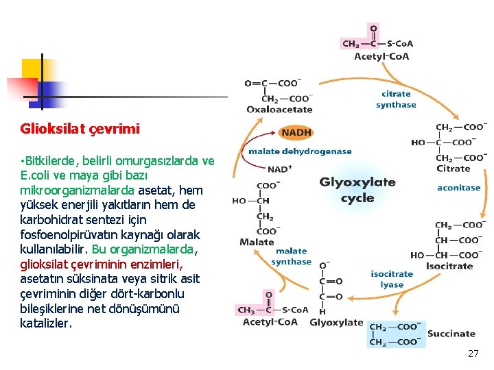 Glioksilat çevrimi • Bitkilerde, belirli omurgasızlarda ve E. coli ve maya gibi bazı mikroorganizmalarda