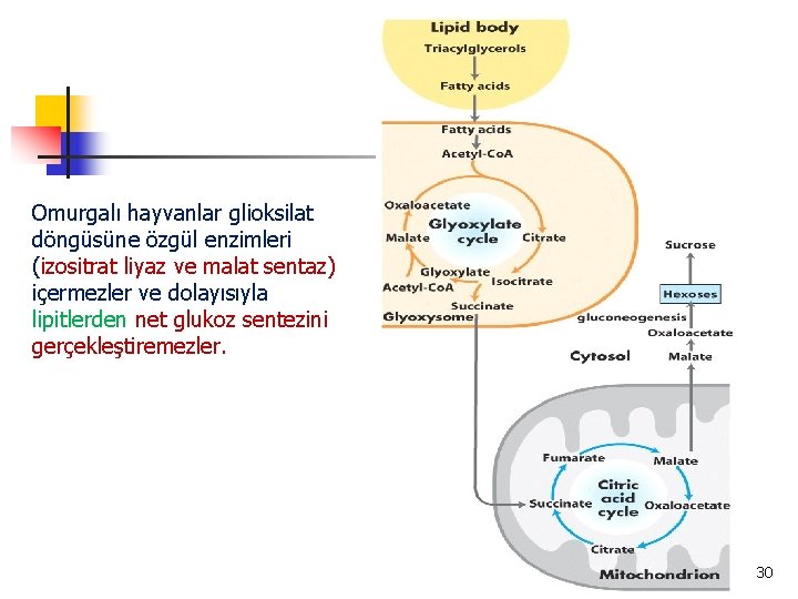 Omurgalı hayvanlar glioksilat döngüsüne özgül enzimleri (izositrat liyaz ve malat sentaz) içermezler ve dolayısıyla