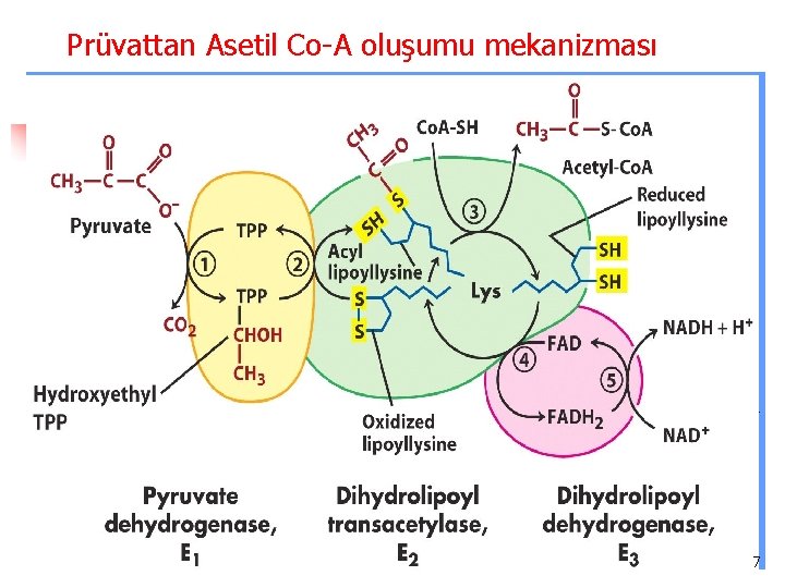 Prüvattan Asetil Co-A oluşumu mekanizması 7 