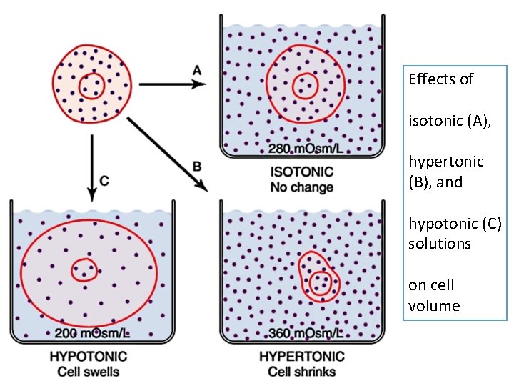 Effects of isotonic (A), hypertonic (B), and hypotonic (C) solutions on cell volume 