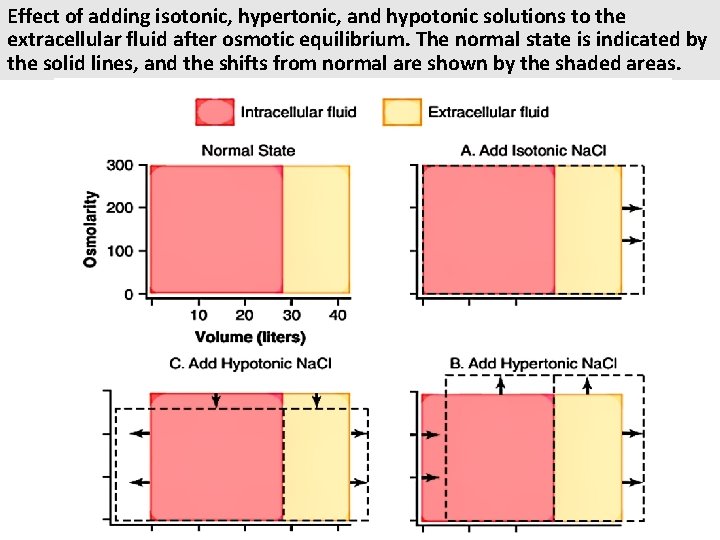 Effect of adding isotonic, hypertonic, and hypotonic solutions to the extracellular fluid after osmotic