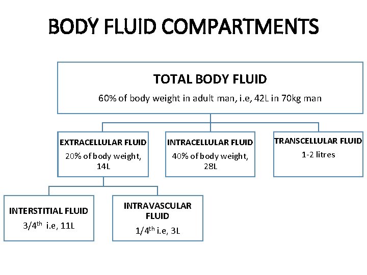 BODY FLUID COMPARTMENTS TOTAL BODY FLUID 60% of body weight in adult man, i.