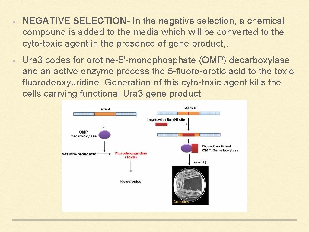 NEGATIVE SELECTION- In the negative selection, a chemical compound is added to the media