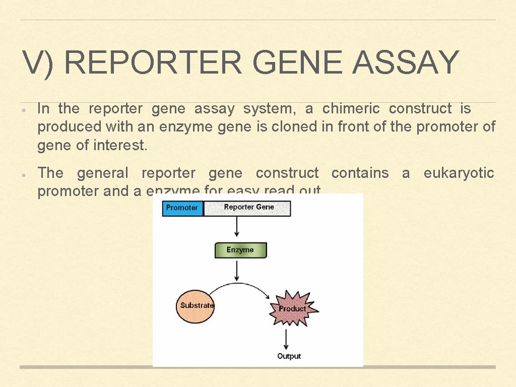 V) REPORTER GENE ASSAY In the reporter gene assay system, a chimeric construct is