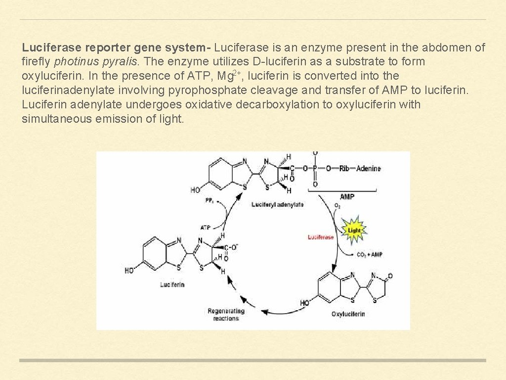 Luciferase reporter gene system- Luciferase is an enzyme present in the abdomen of firefly