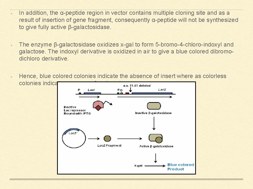 In addition, the α-peptide region in vector contains multiple cloning site and as a