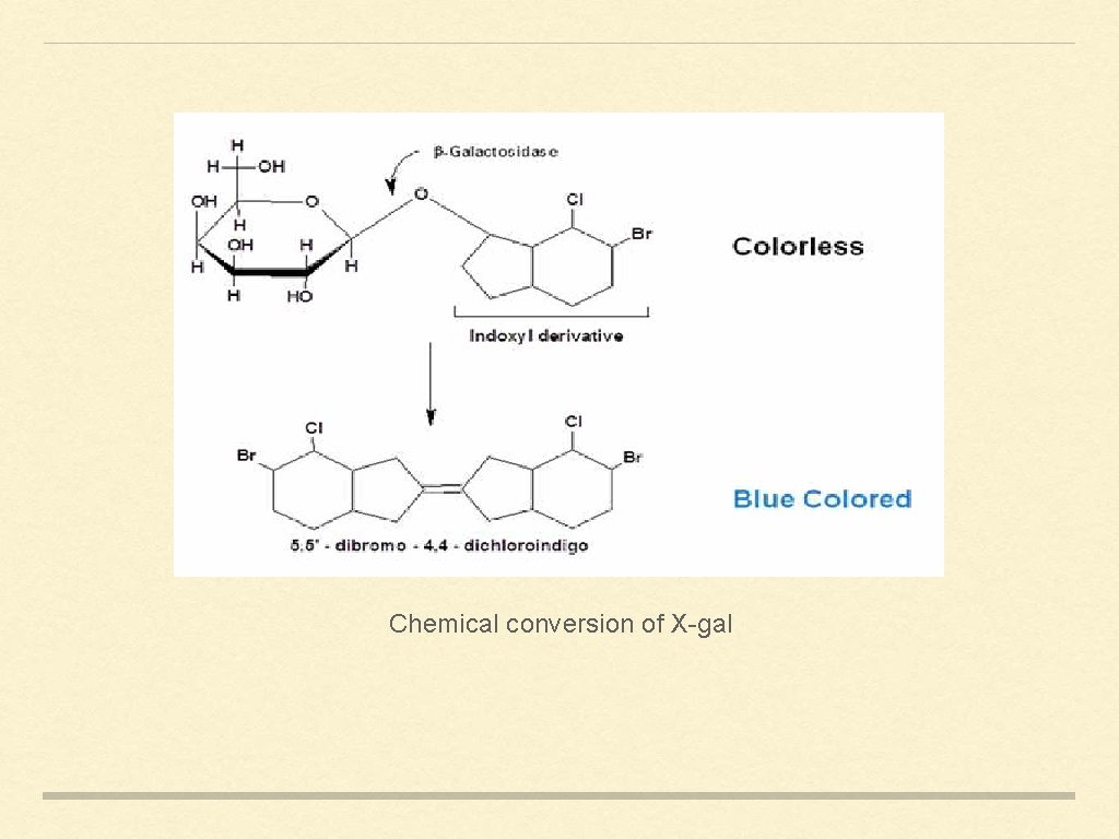 Chemical conversion of X-gal 