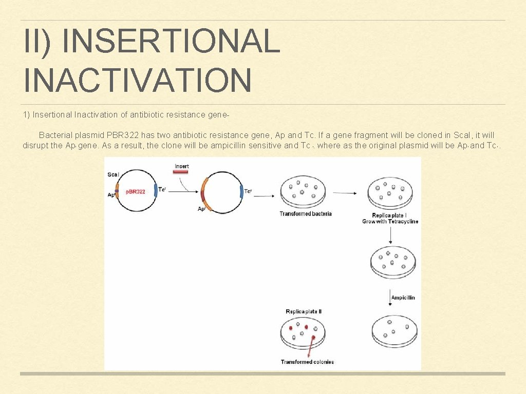 II) INSERTIONAL INACTIVATION 1) Insertional Inactivation of antibiotic resistance gene. Bacterial plasmid PBR 322