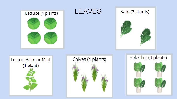 LEAVES 