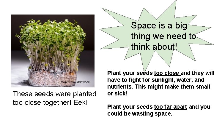 Space is a big thing we need to think about! These seeds were planted