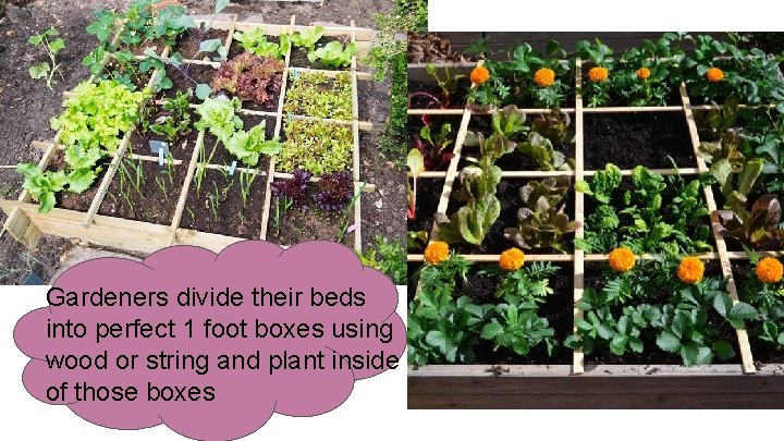 Gardeners divide their beds into perfect 1 foot boxes using wood or string and