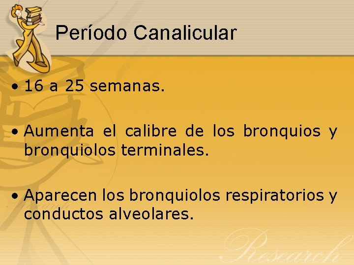 Período Canalicular • 16 a 25 semanas. • Aumenta el calibre de los bronquios