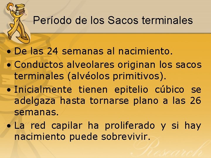 Período de los Sacos terminales • De las 24 semanas al nacimiento. • Conductos