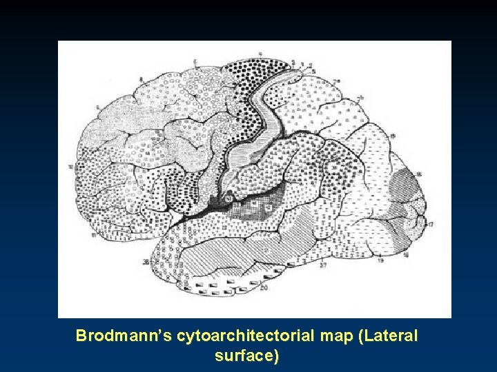 Brodmann’s cytoarchitectorial map (Lateral surface) 