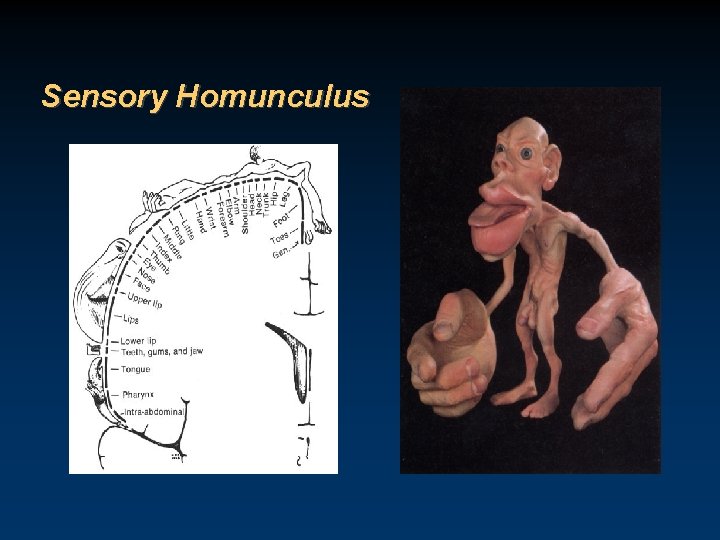 Sensory Homunculus 