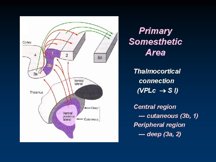 Primary Somesthetic Area Thalmocortical connection (VPLc S I) Central region --- cutaneous (3 b,