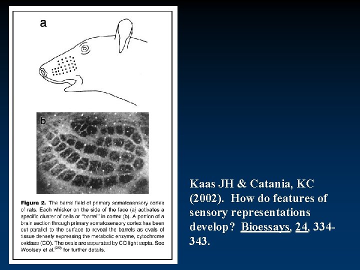 Kaas JH & Catania, KC (2002). How do features of sensory representations develop? Bioessays,