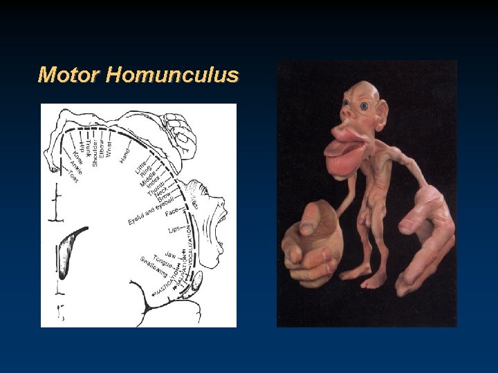 Motor Homunculus 