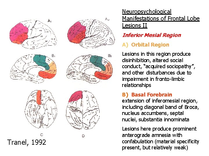 Neuropsychological Manifestations of Frontal Lobe Lesions II Inferior Mesial Region A) Orbital Region (10,