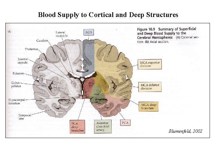 Blood Supply to Cortical and Deep Structures Blumenfeld, 2002 