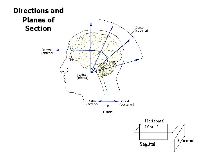 Directions and Planes of Section Horizontal (Axial) Sagittal Coronal 