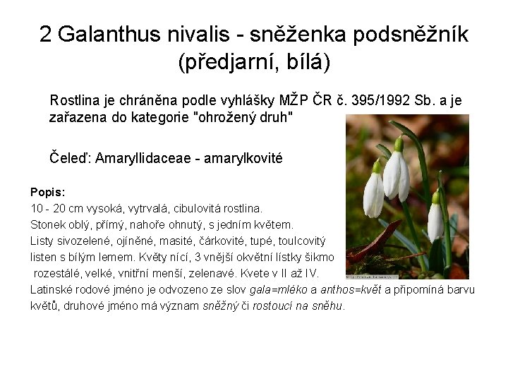 2 Galanthus nivalis - sněženka podsněžník (předjarní, bílá) Rostlina je chráněna podle vyhlášky MŽP