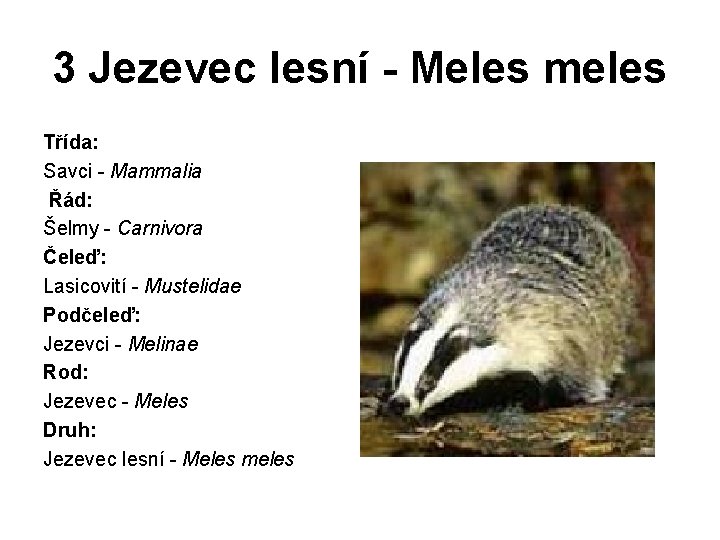 3 Jezevec lesní - Meles meles Třída: Savci - Mammalia Řád: Šelmy - Carnivora