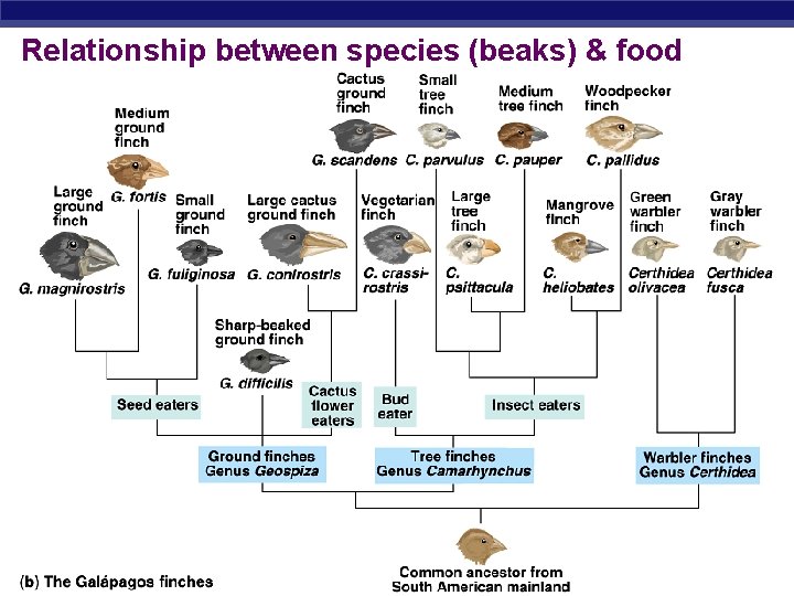 Relationship between species (beaks) & food Regents Biology 