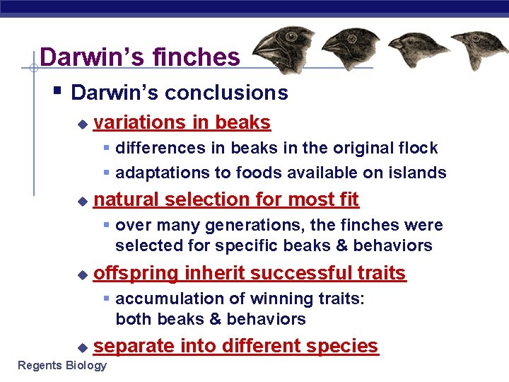 Darwin’s finches § Darwin’s conclusions u variations in beaks § differences in beaks in