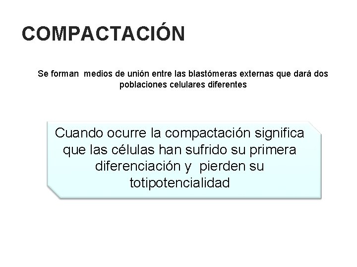 COMPACTACIÓN Se forman medios de unión entre las blastómeras externas que dará dos poblaciones
