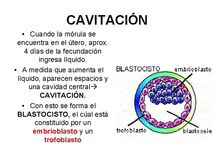 CAVITACIÓN • Cuando la mórula se encuentra en el útero, aprox. 4 días de