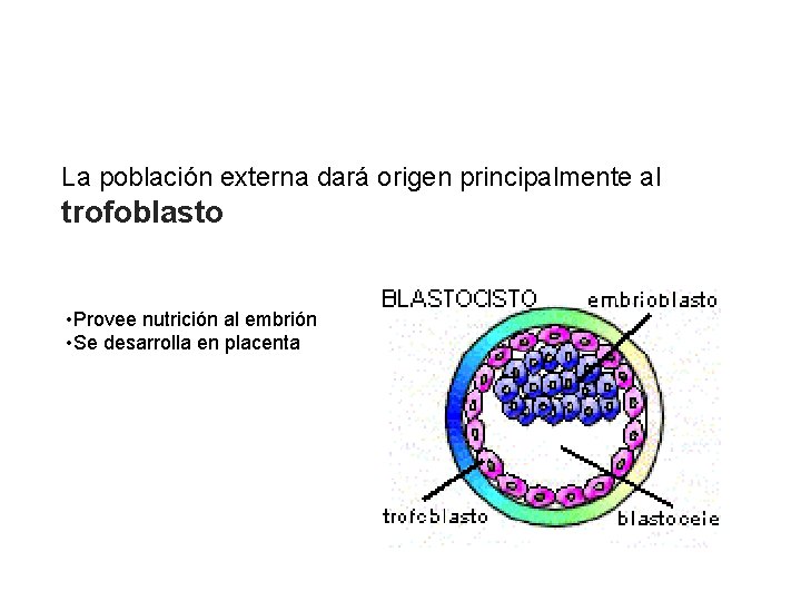 La población externa dará origen principalmente al trofoblasto • Provee nutrición al embrión •