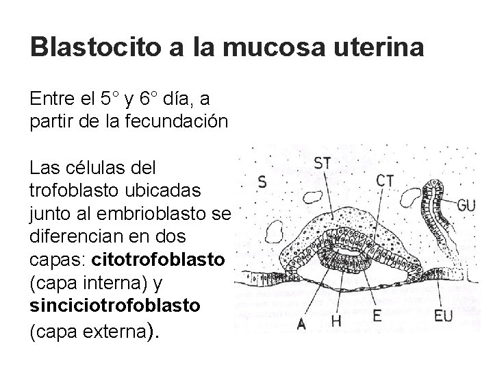 Blastocito a la mucosa uterina Entre el 5° y 6° día, a partir de