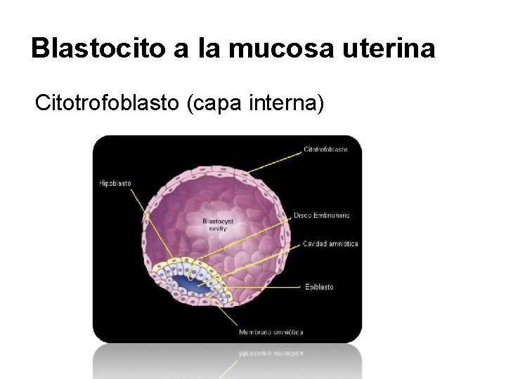 Blastocito a la mucosa uterina Citotrofoblasto (capa interna) 