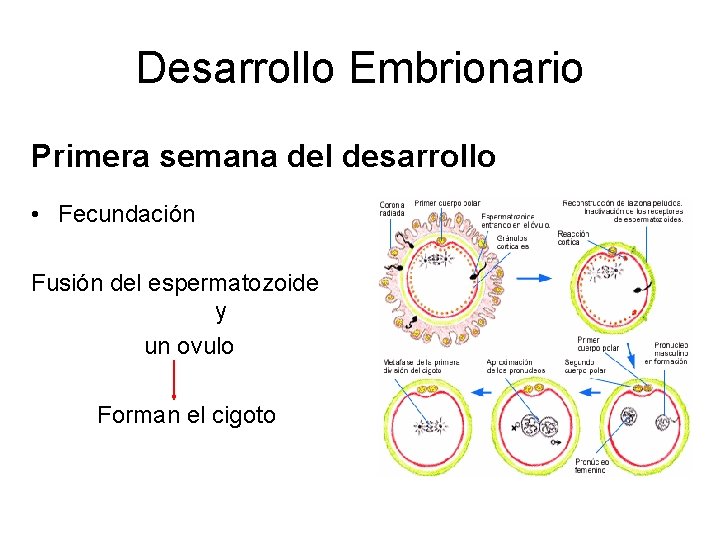 Desarrollo Embrionario Primera semana del desarrollo • Fecundación Fusión del espermatozoide y un ovulo