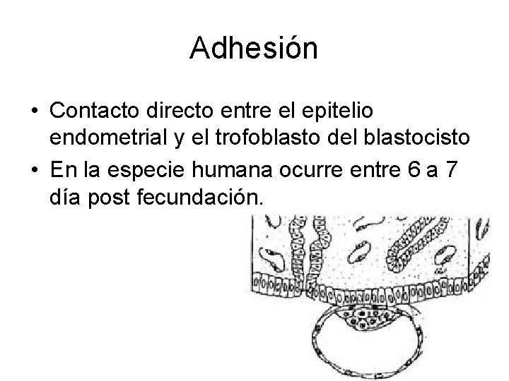 Adhesión • Contacto directo entre el epitelio endometrial y el trofoblasto del blastocisto •