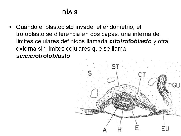 DÍA 8 • Cuando el blastocisto invade el endometrio, el trofoblasto se diferencia en