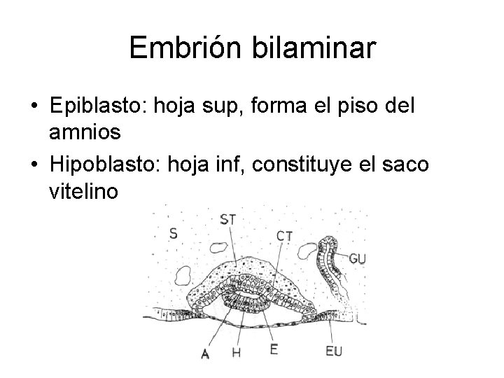 Embrión bilaminar • Epiblasto: hoja sup, forma el piso del amnios • Hipoblasto: hoja
