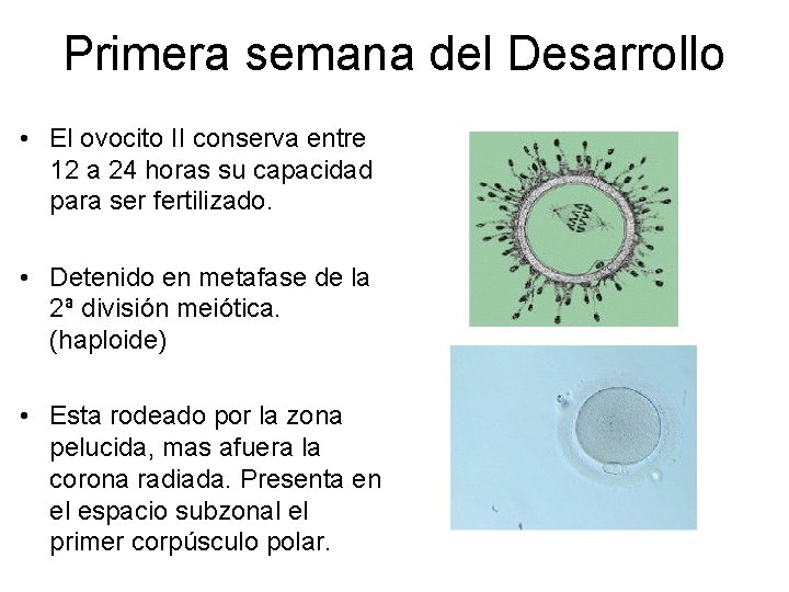Primera semana del Desarrollo • El ovocito II conserva entre 12 a 24 horas