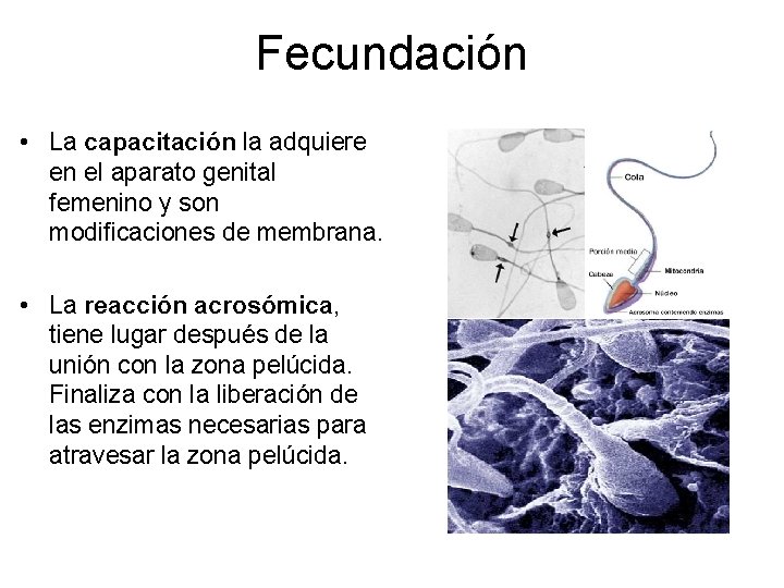 Fecundación • La capacitación la adquiere en el aparato genital femenino y son modificaciones