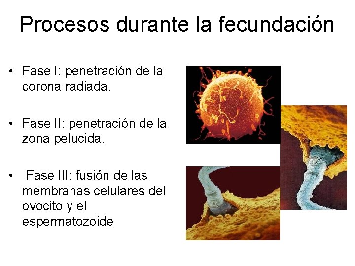 Procesos durante la fecundación • Fase I: penetración de la corona radiada. • Fase