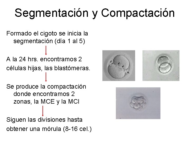 Segmentación y Compactación Formado el cigoto se inicia la segmentación (día 1 al 5)