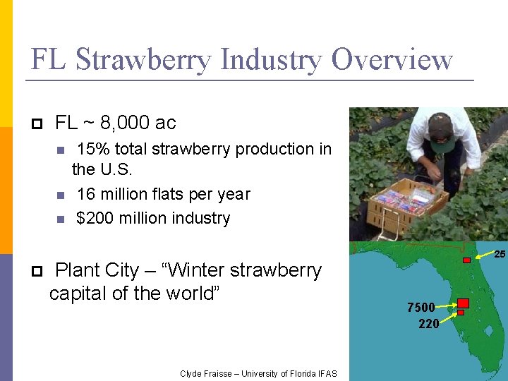 FL Strawberry Industry Overview FL ~ 8, 000 ac 15% total strawberry production in